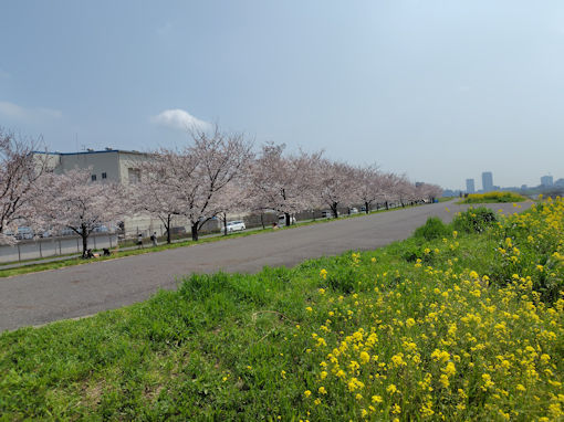 �ߘa�W�N�����}��t�߂̂̃\���C���V�m�Q