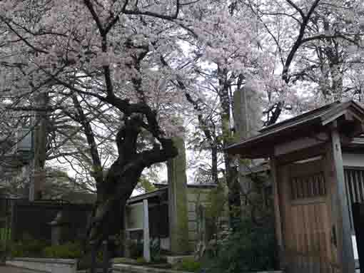 the gate of Soneiji Temple