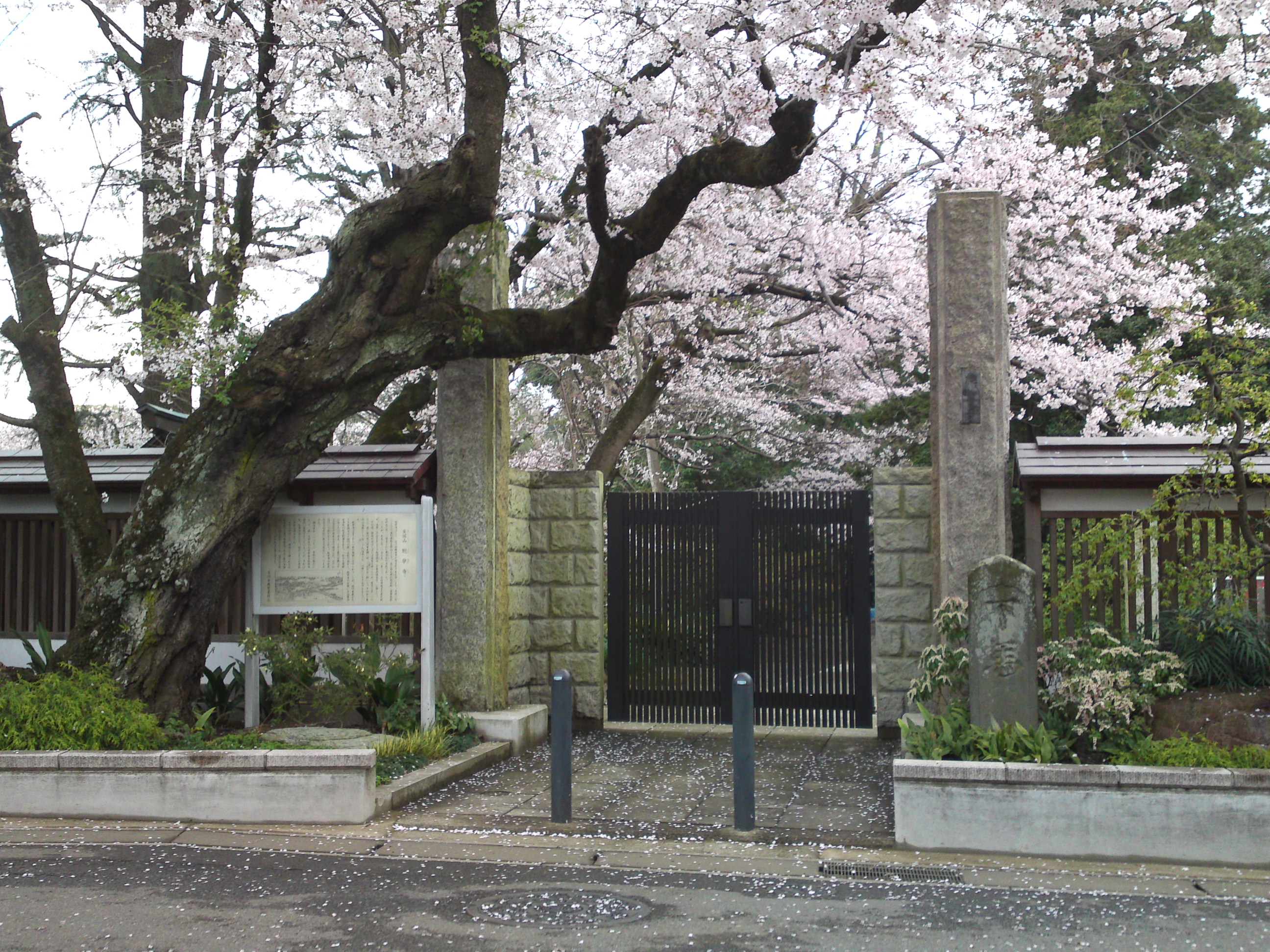 2016年安国山総寧寺に咲く桜の写真１