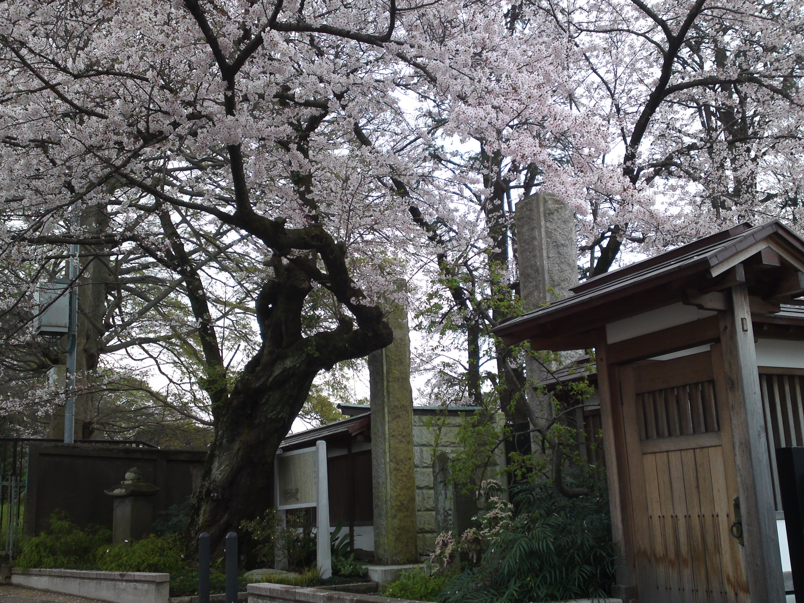 2016年安国山総寧寺に咲く桜の写真２