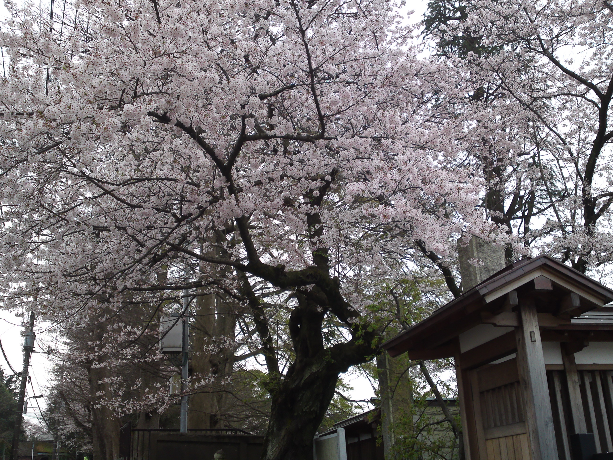2016年安国山総寧寺に咲く桜の写真３