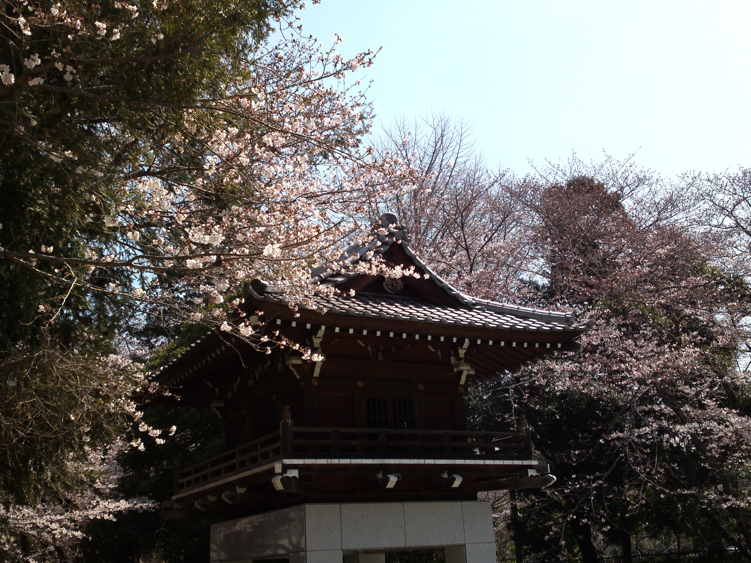 2017年安国山総寧寺に咲く桜の写真２６