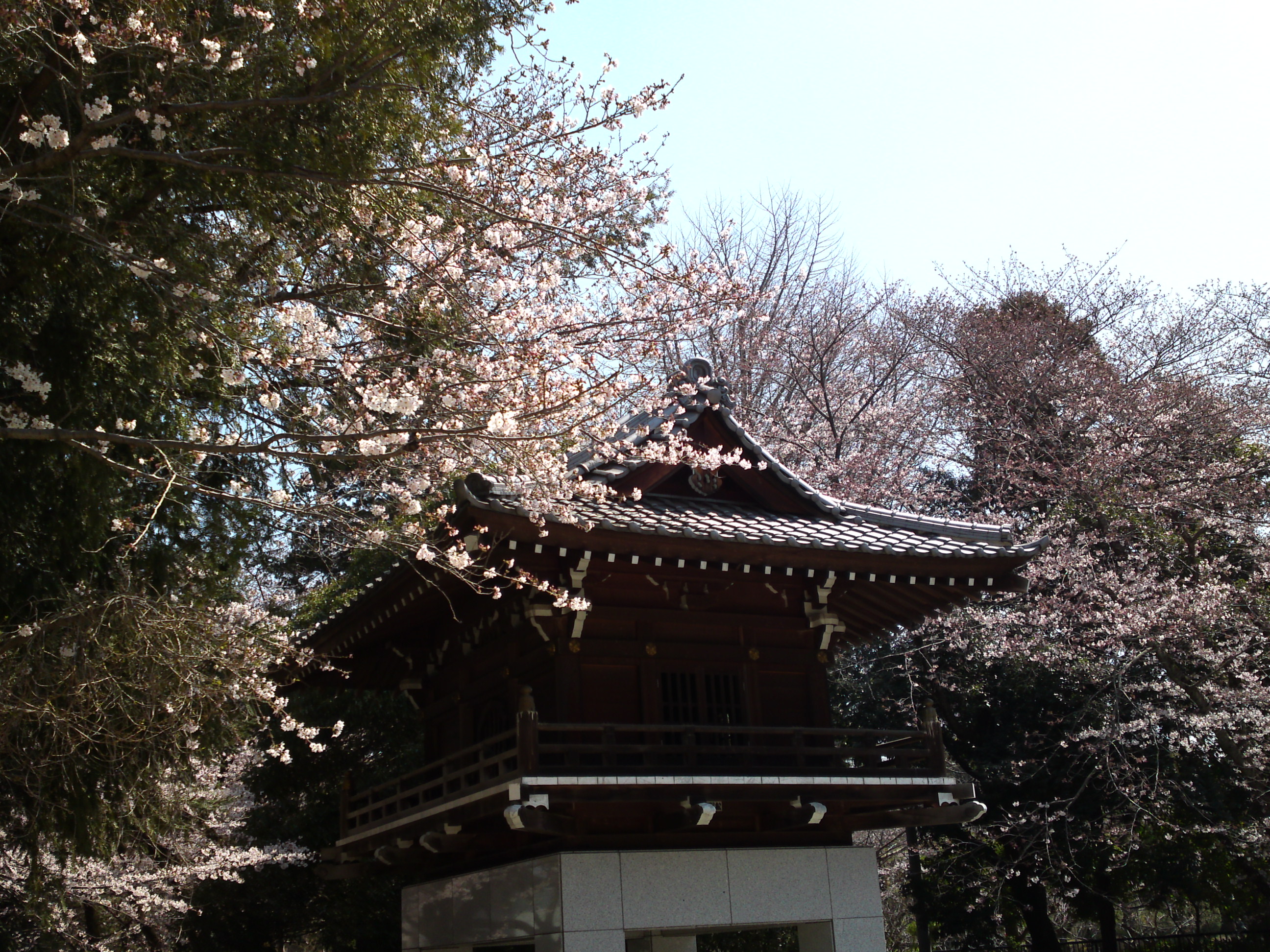 2017年安国山総寧寺に咲く桜の写真１