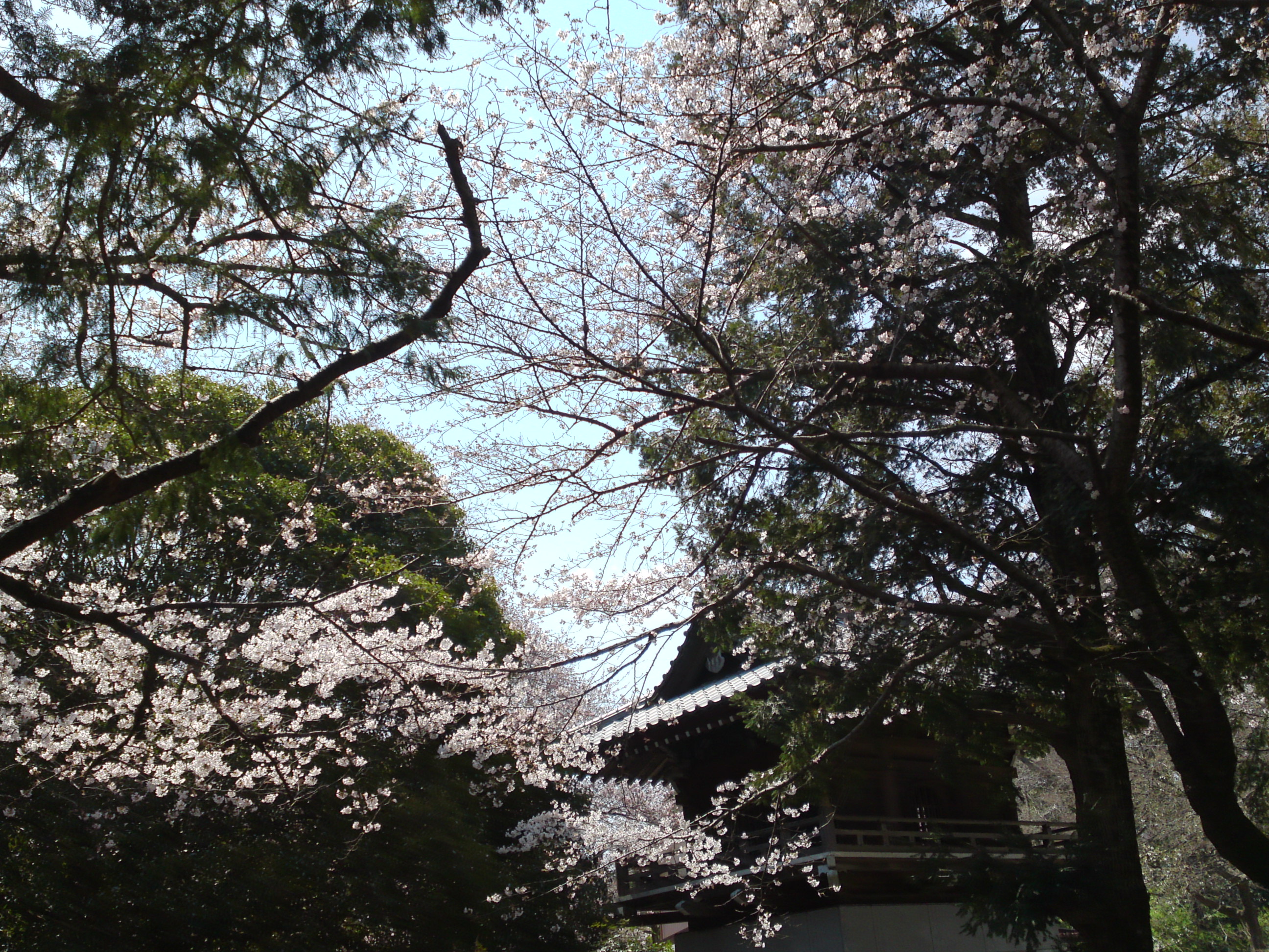 2017年安国山総寧寺に咲く桜の写真４