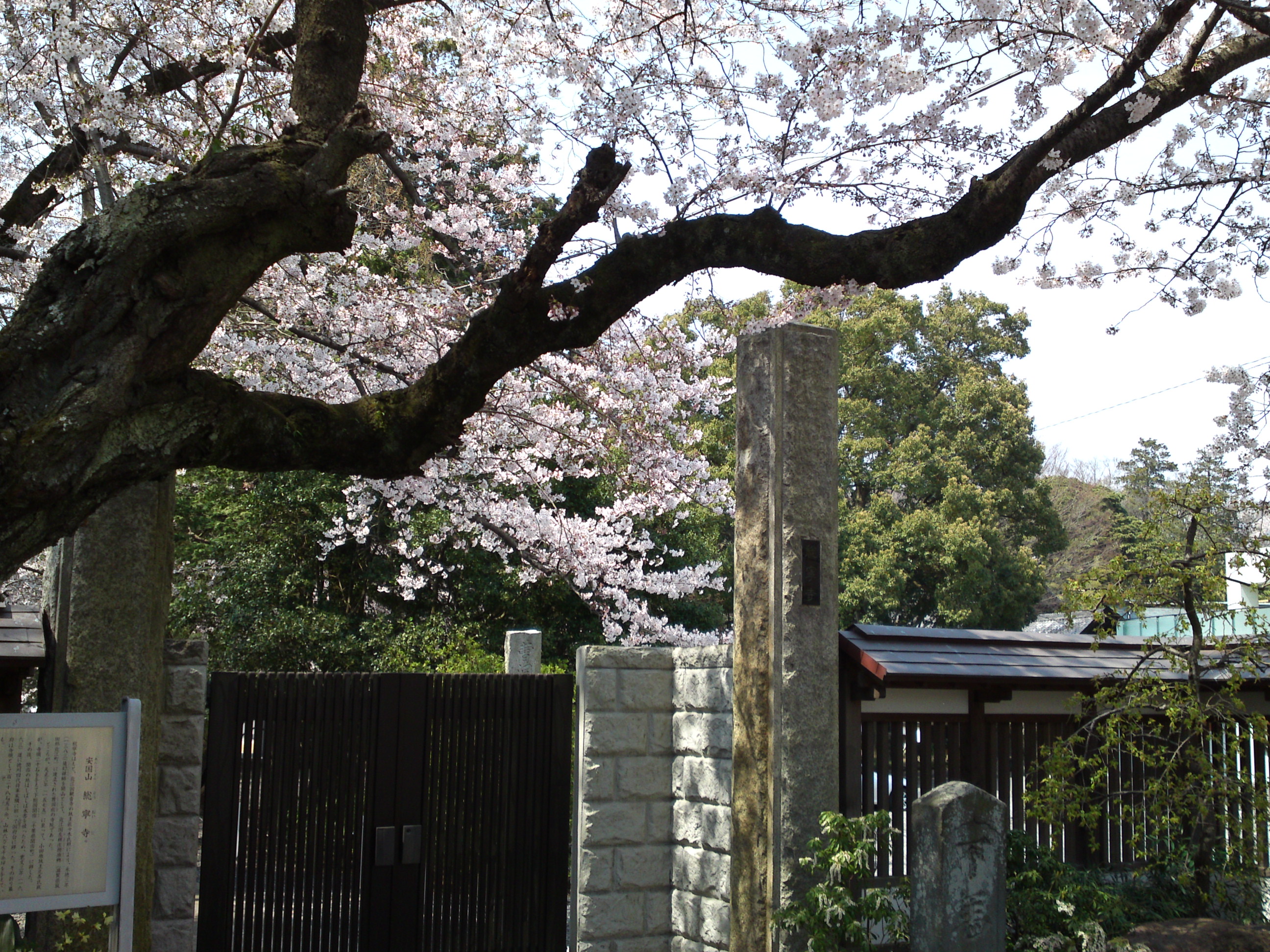 2017年安国山総寧寺に咲く桜の写真５