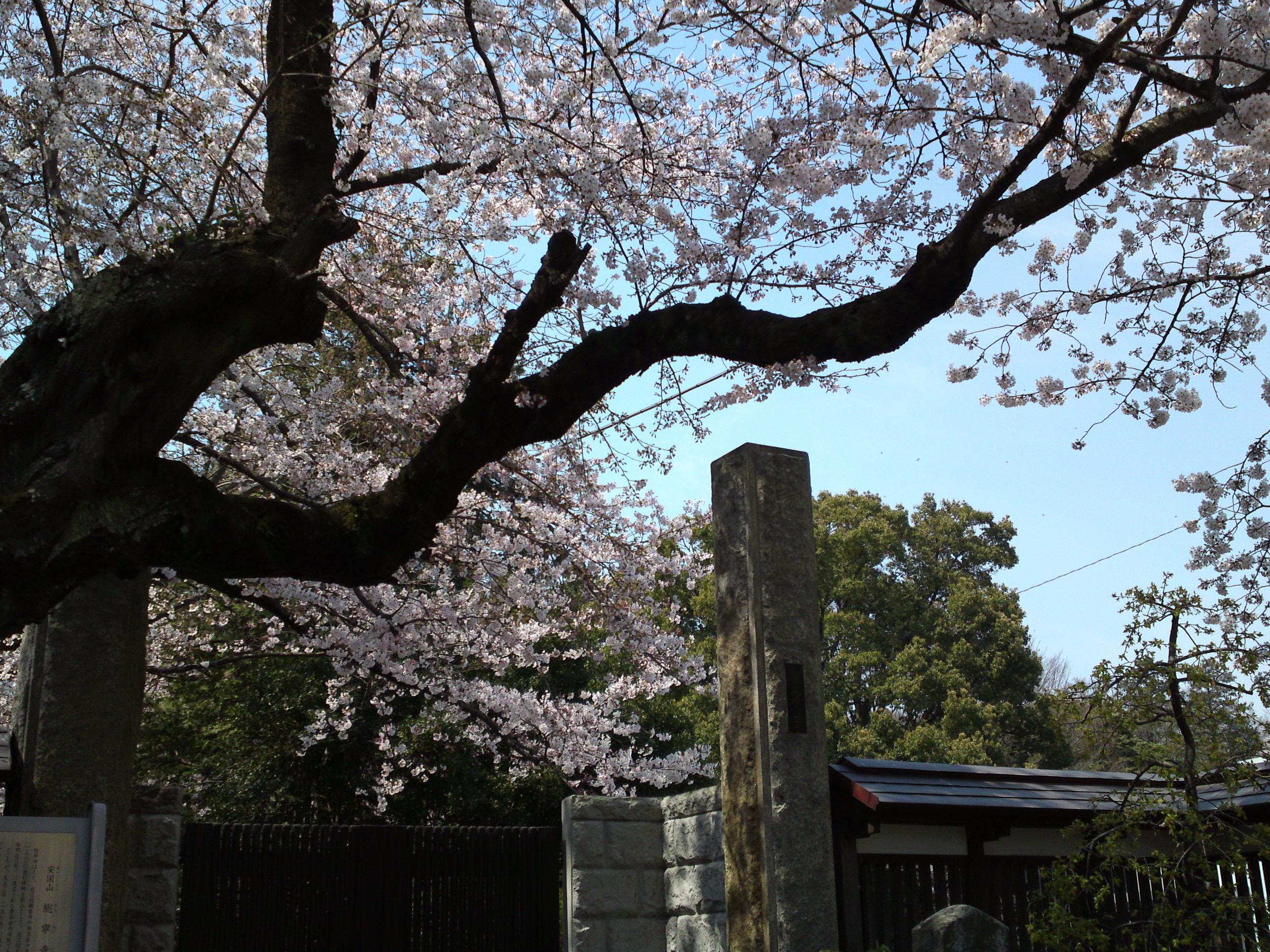 2017年安国山総寧寺に咲く桜の写真６