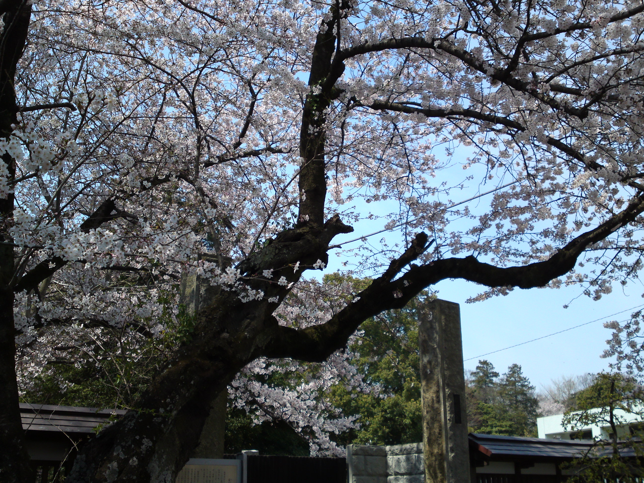 2017年安国山総寧寺に咲く桜の写真７