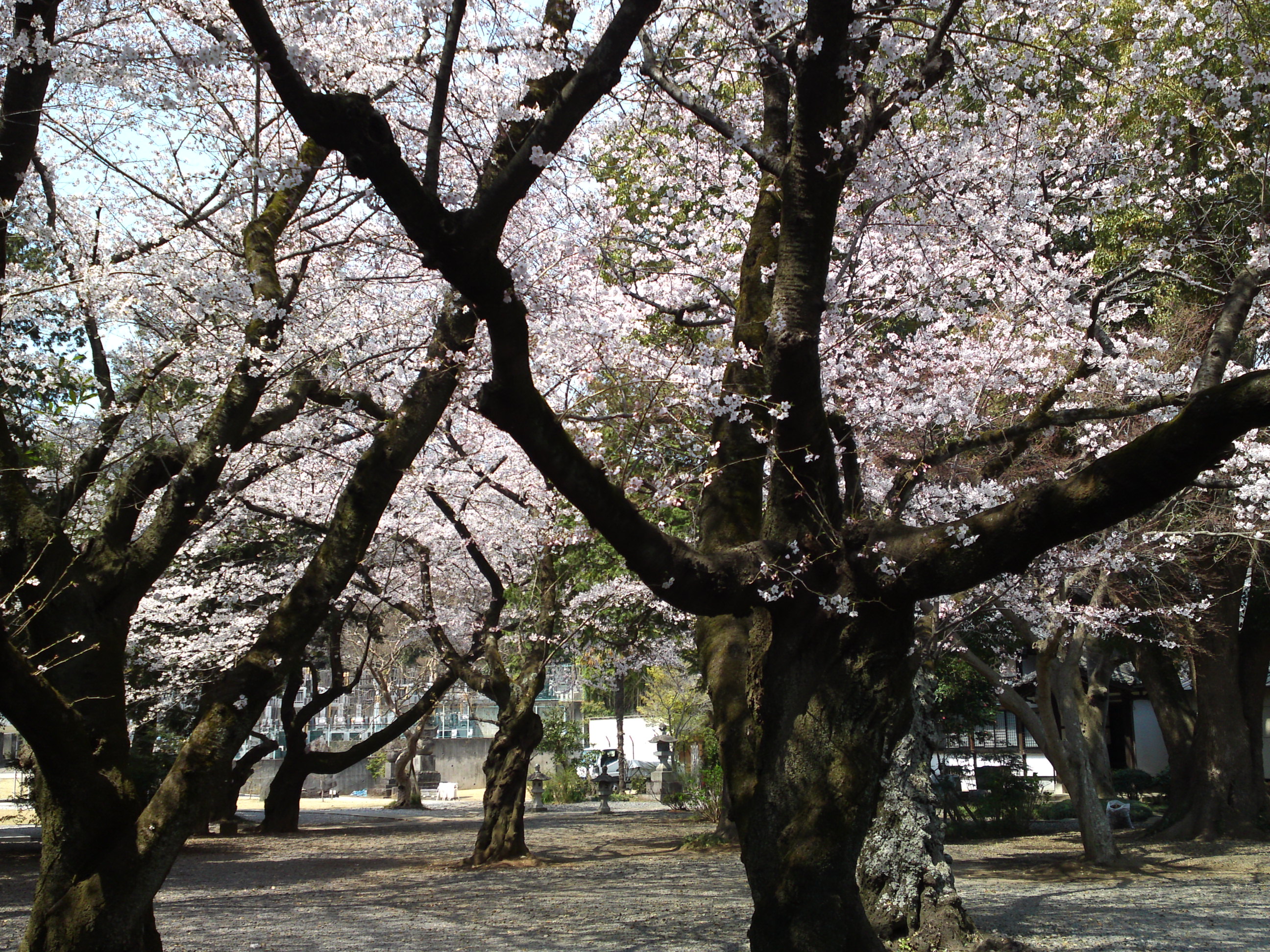 2017年安国山総寧寺に咲く桜の写真８