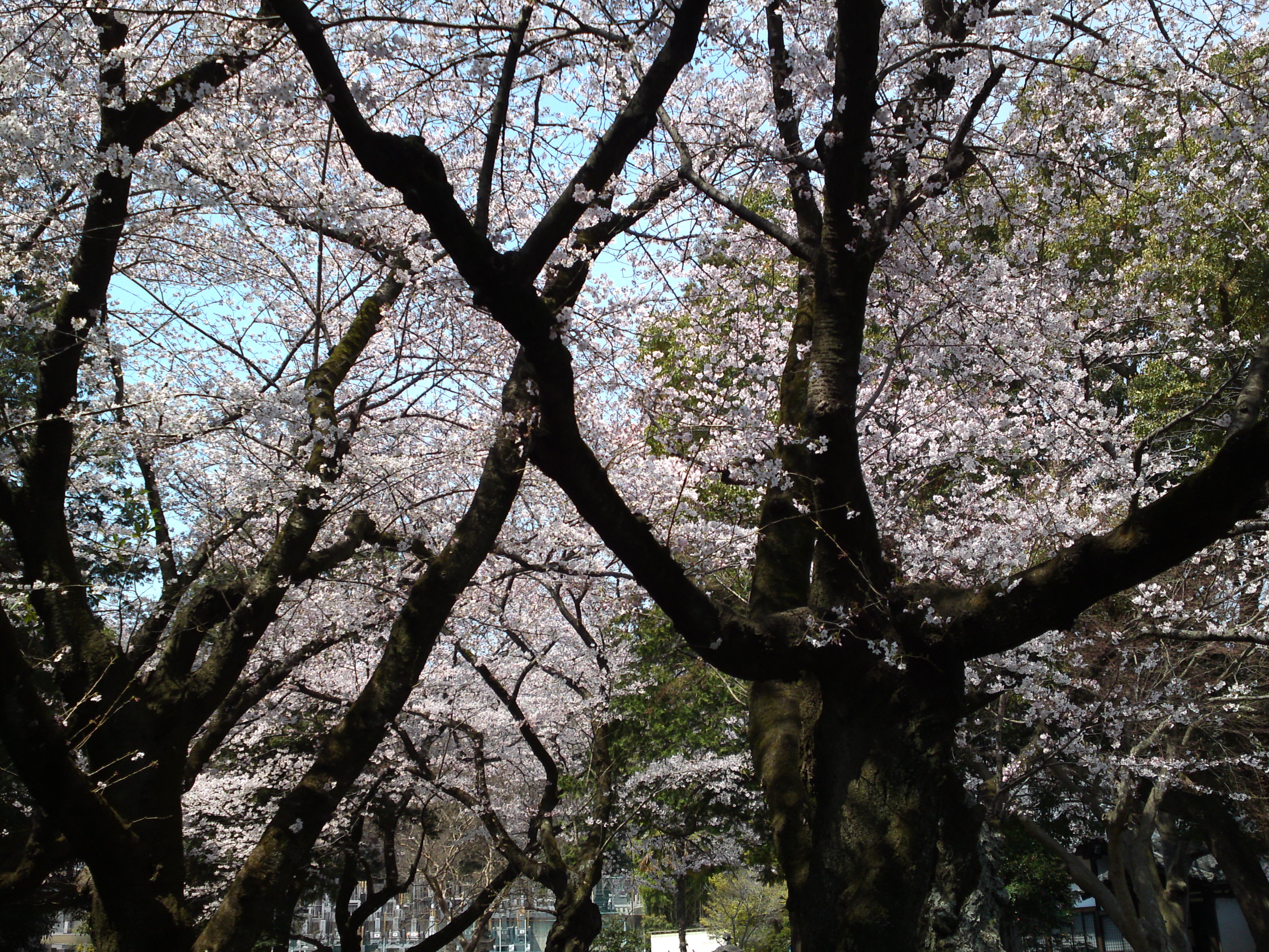 2017年安国山総寧寺に咲く桜の写真９