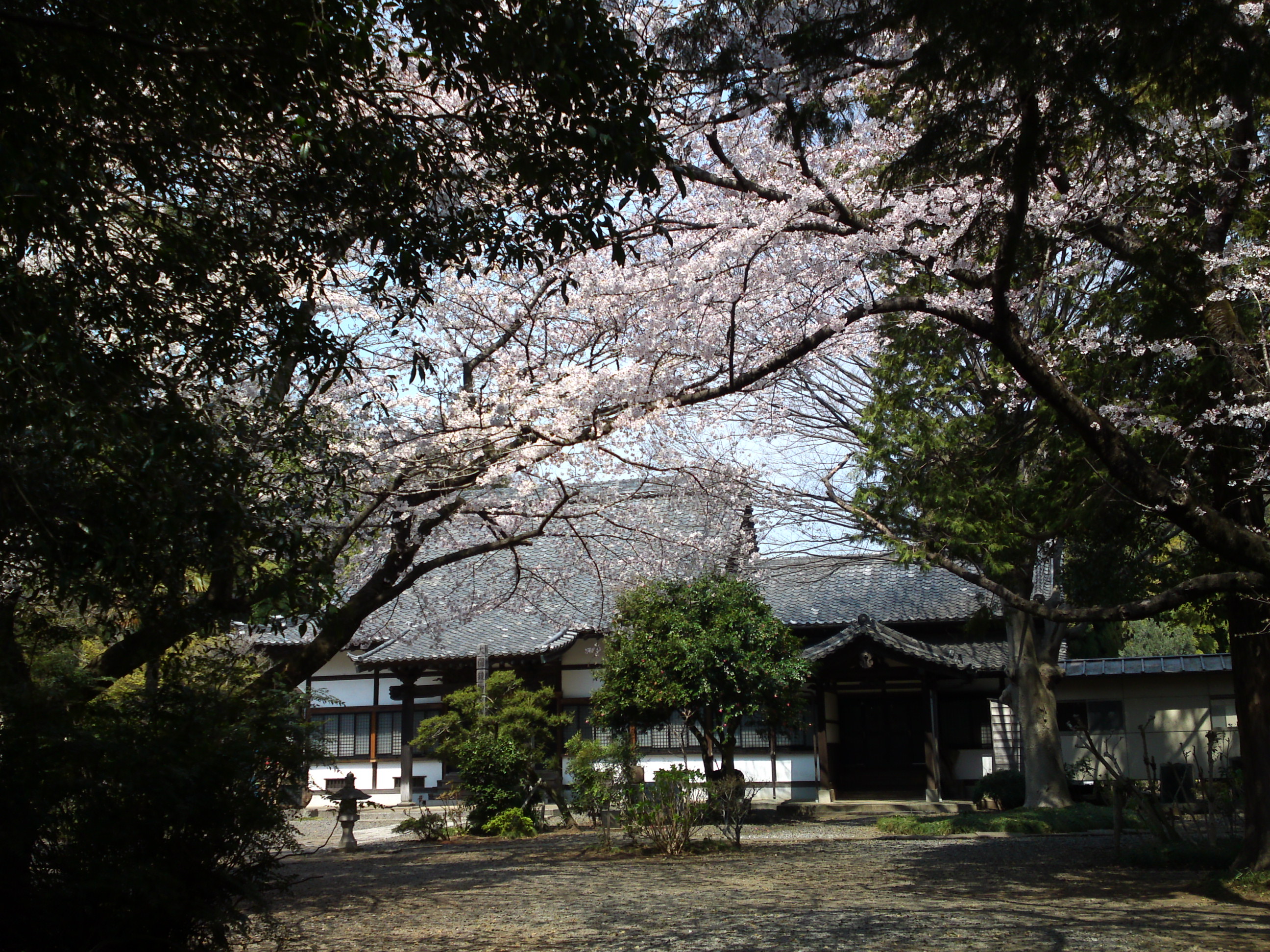 2017年安国山総寧寺に咲く桜の写真１０