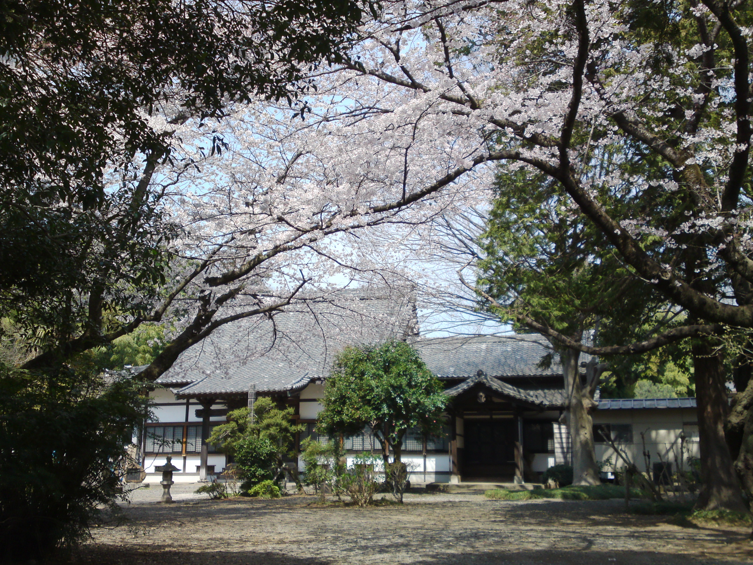 2017年安国山総寧寺に咲く桜の写真１１