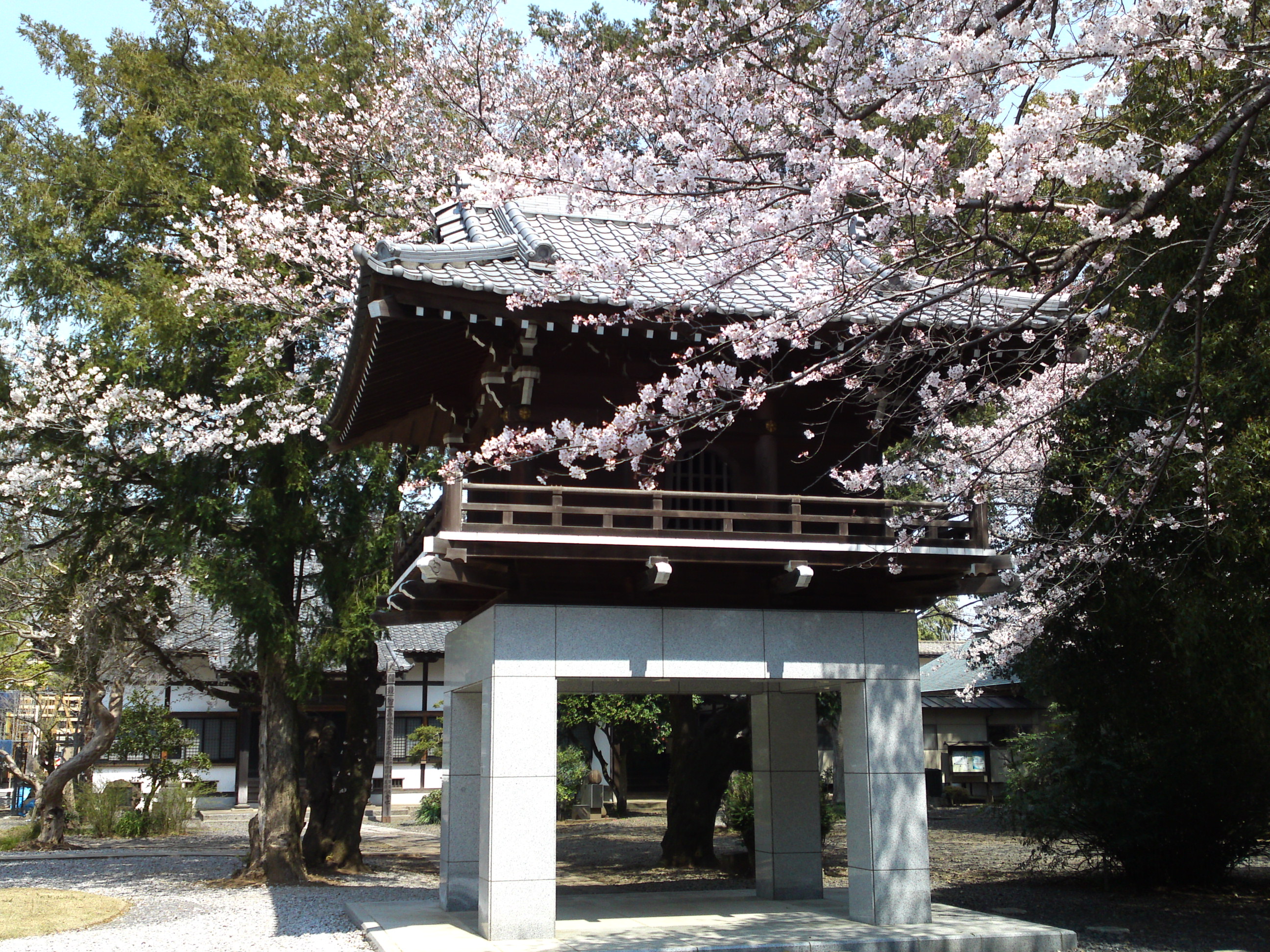 2017年安国山総寧寺に咲く桜の写真１２