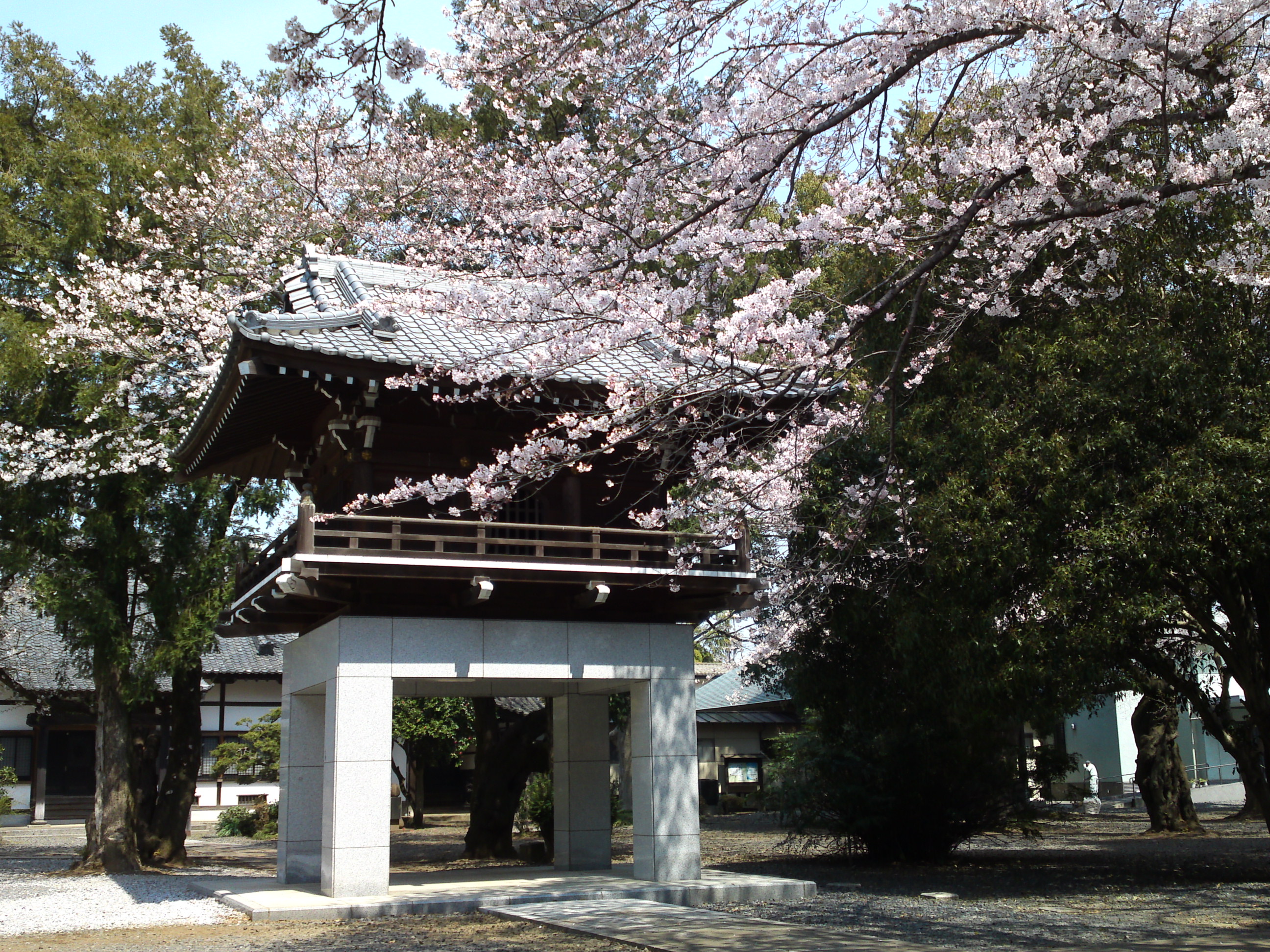 2017年安国山総寧寺に咲く桜の写真１３