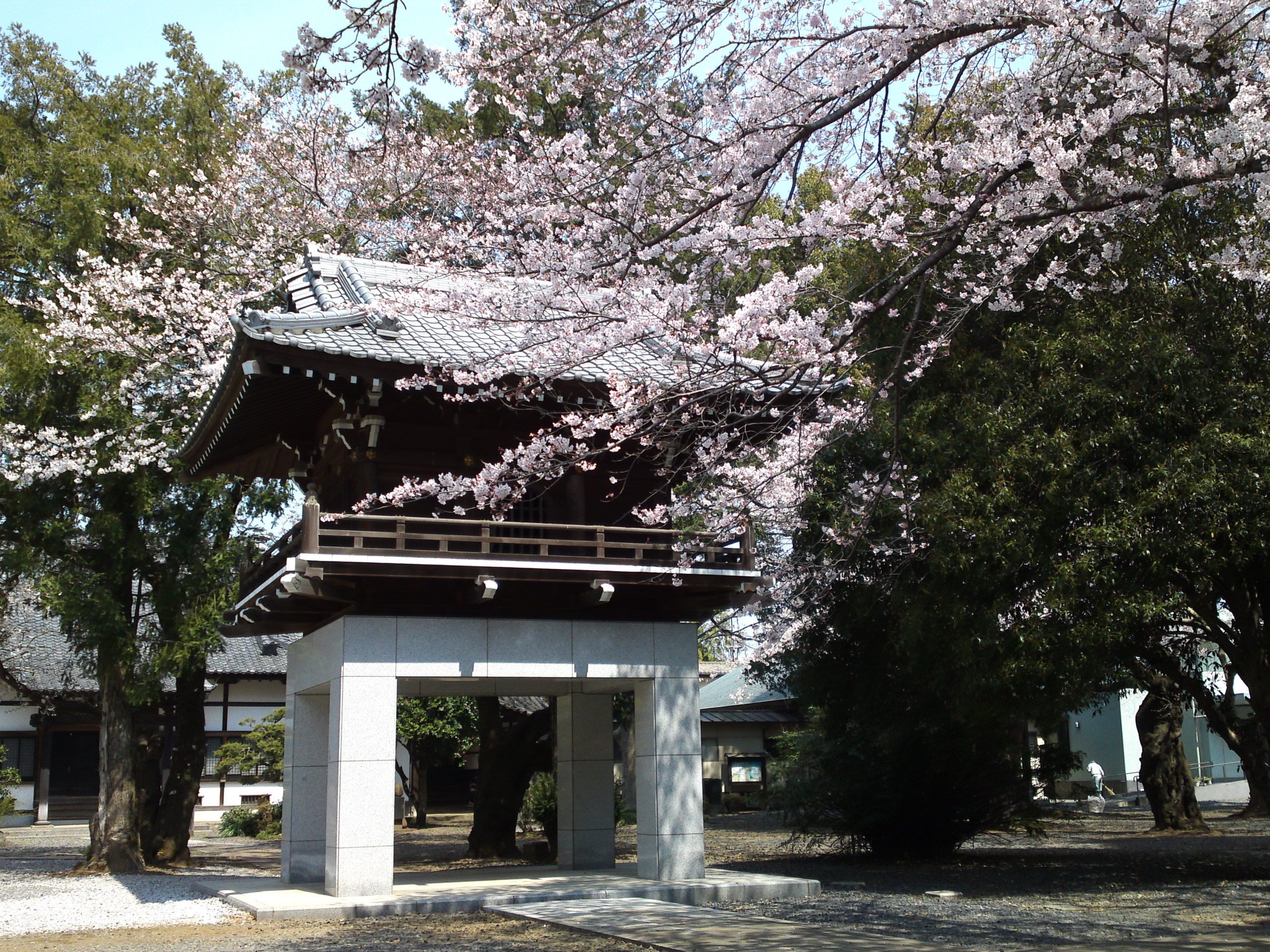 2017年安国山総寧寺に咲く桜の写真１４