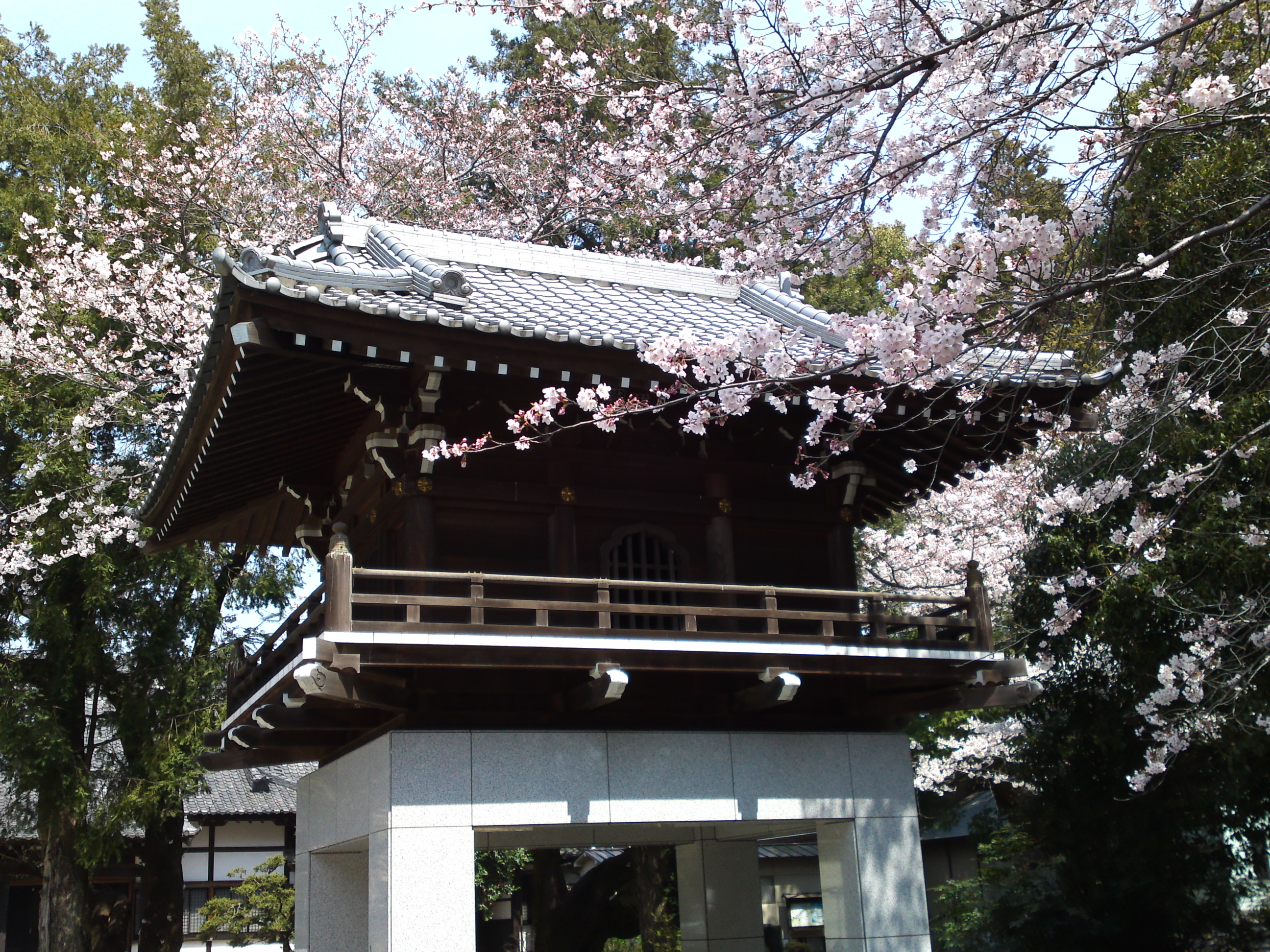 2017年安国山総寧寺に咲く桜の写真１５