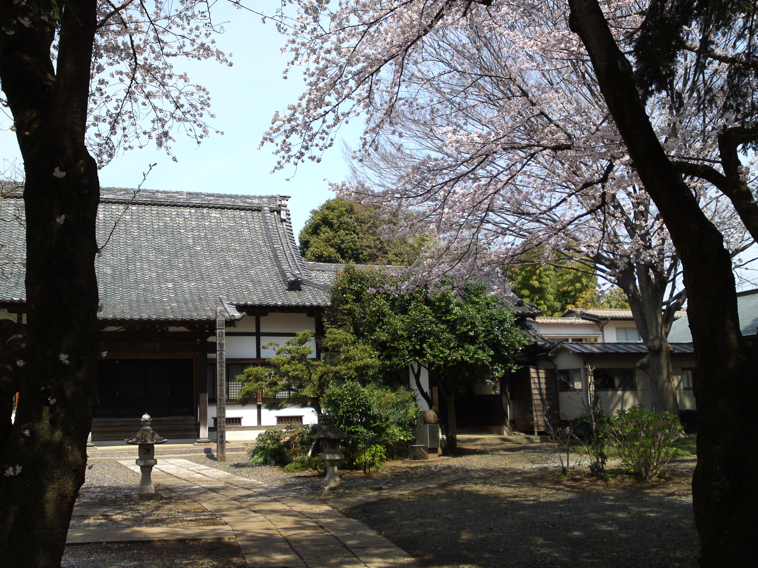 2017年安国山総寧寺に咲く桜の写真１６