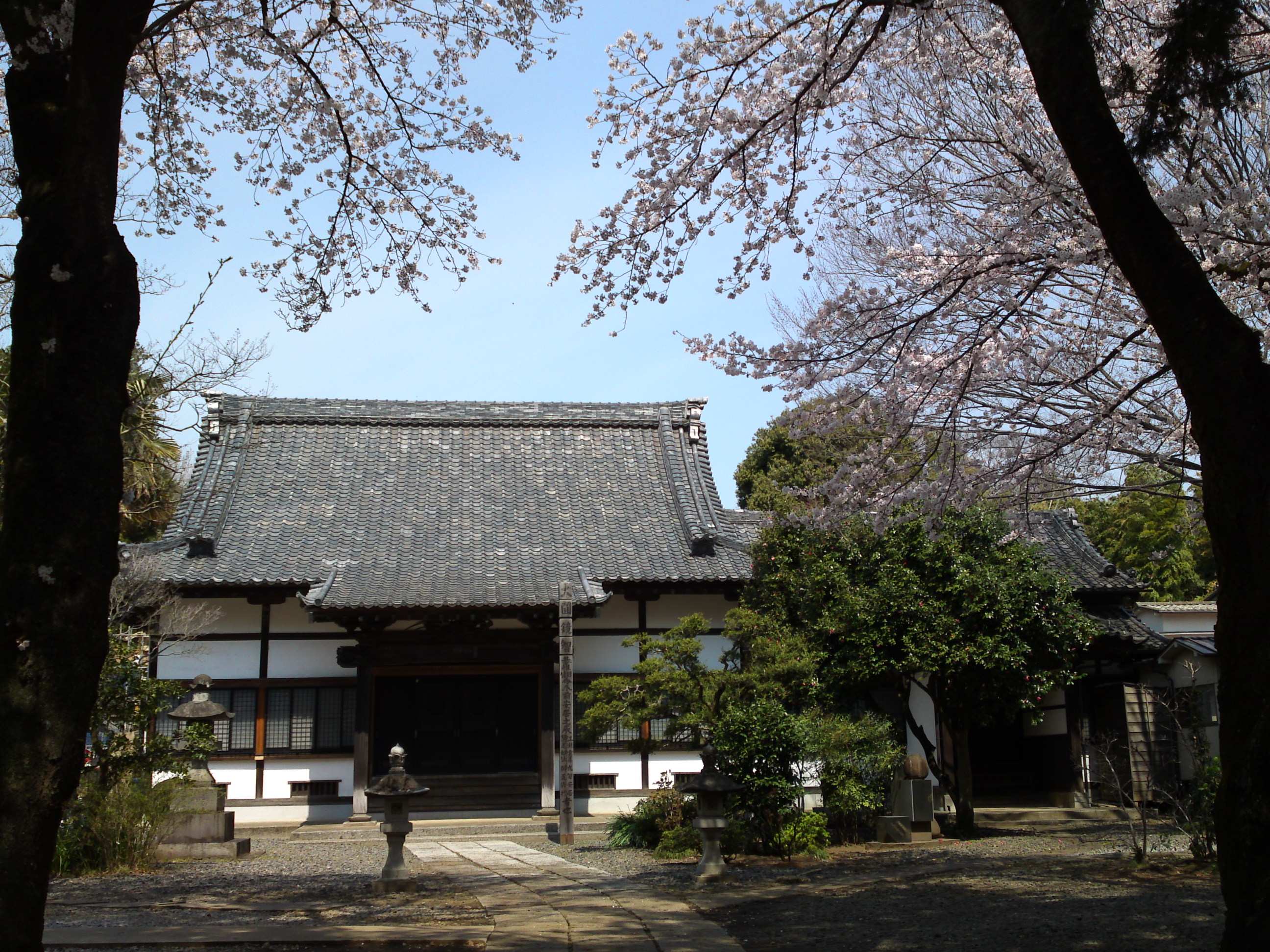 2017年安国山総寧寺に咲く桜の写真１８