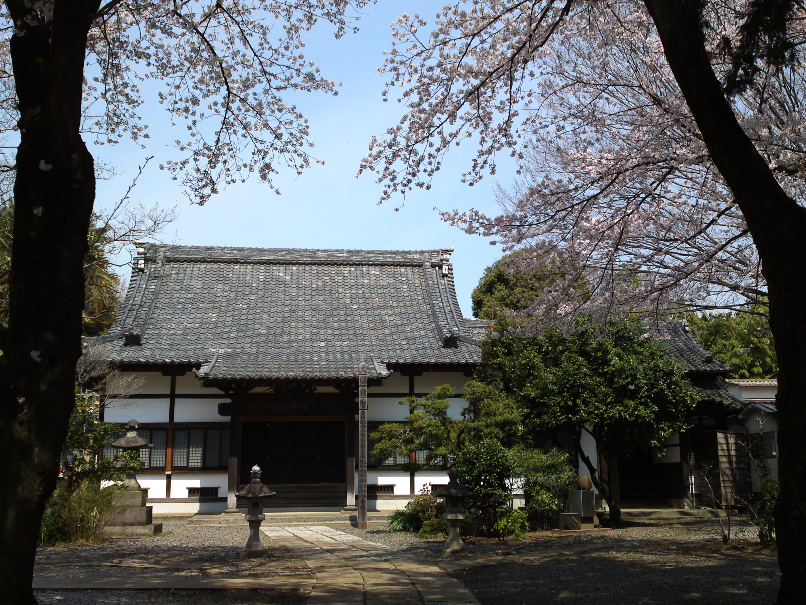 2017年安国山総寧寺に咲く桜の写真１９