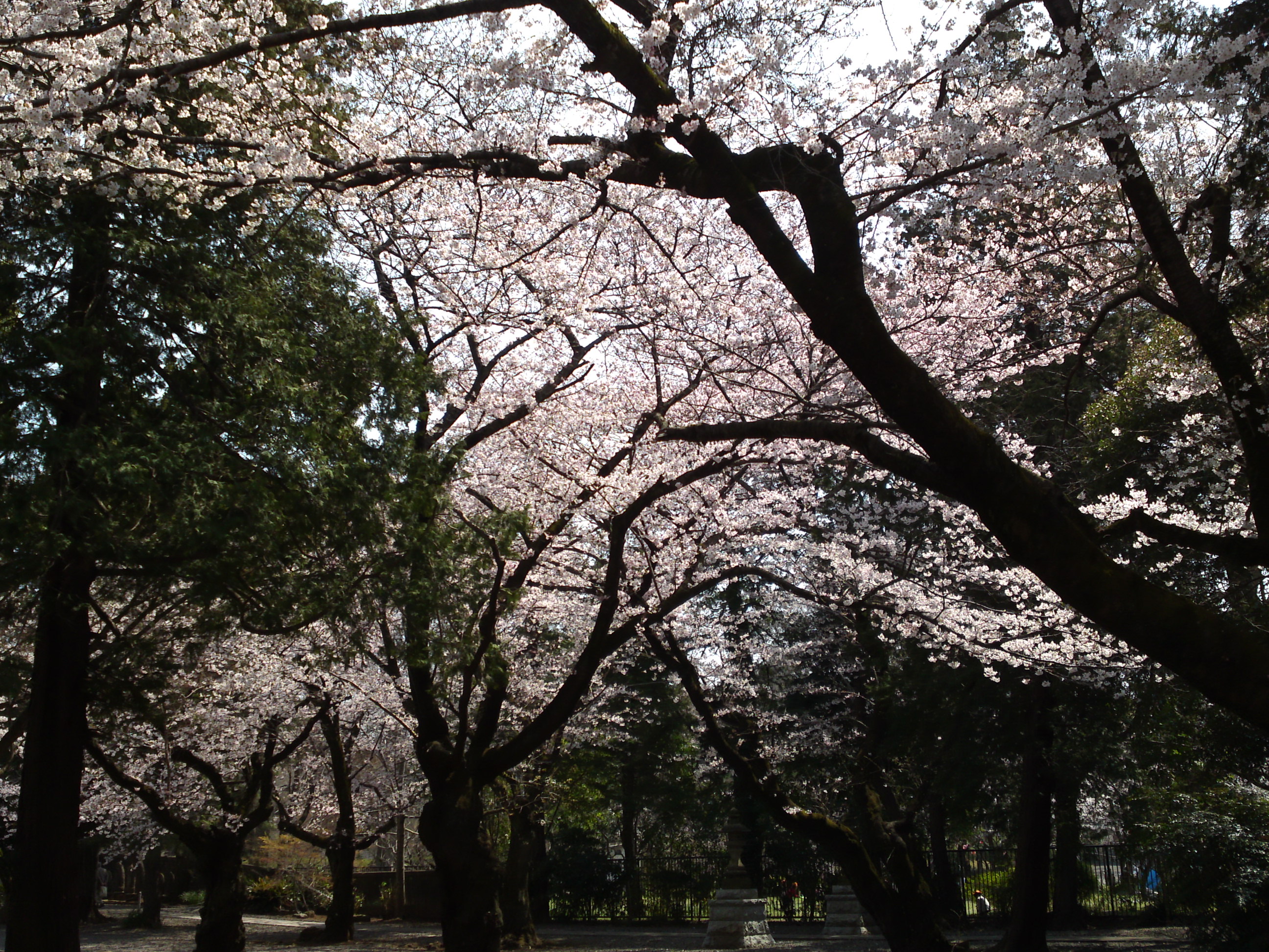 2017年安国山総寧寺に咲く桜の写真２１