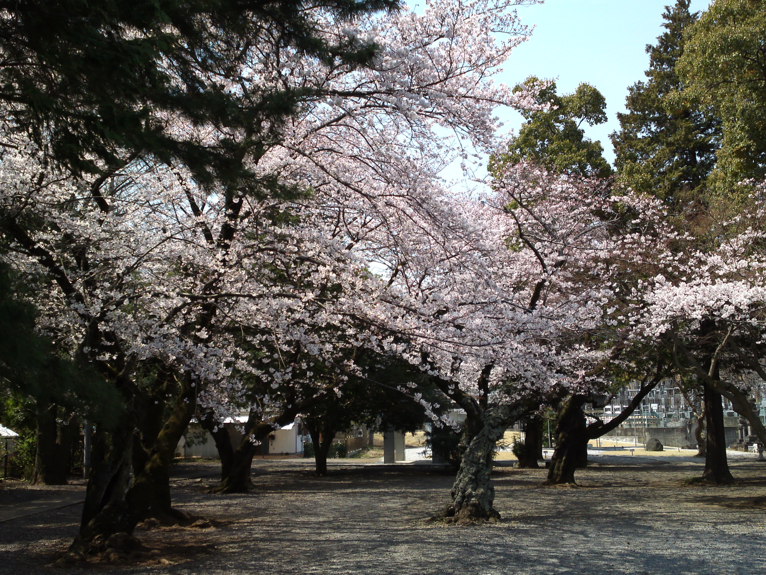 2017年安国山総寧寺に咲く桜の写真２３