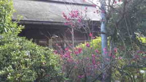 法華経寺祖師堂と梅の花