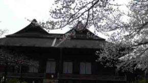 twin hip-and-gable roof structure and cherry blossoms