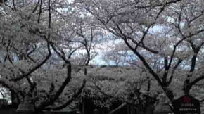 祖師堂前の満開の桜