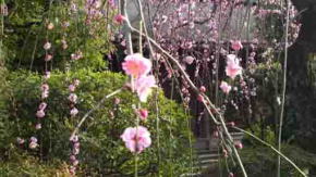 droop plam blossoms in Hokekyo-ji