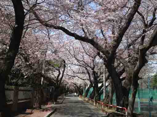 スポーツセンターの桜のトンネル１