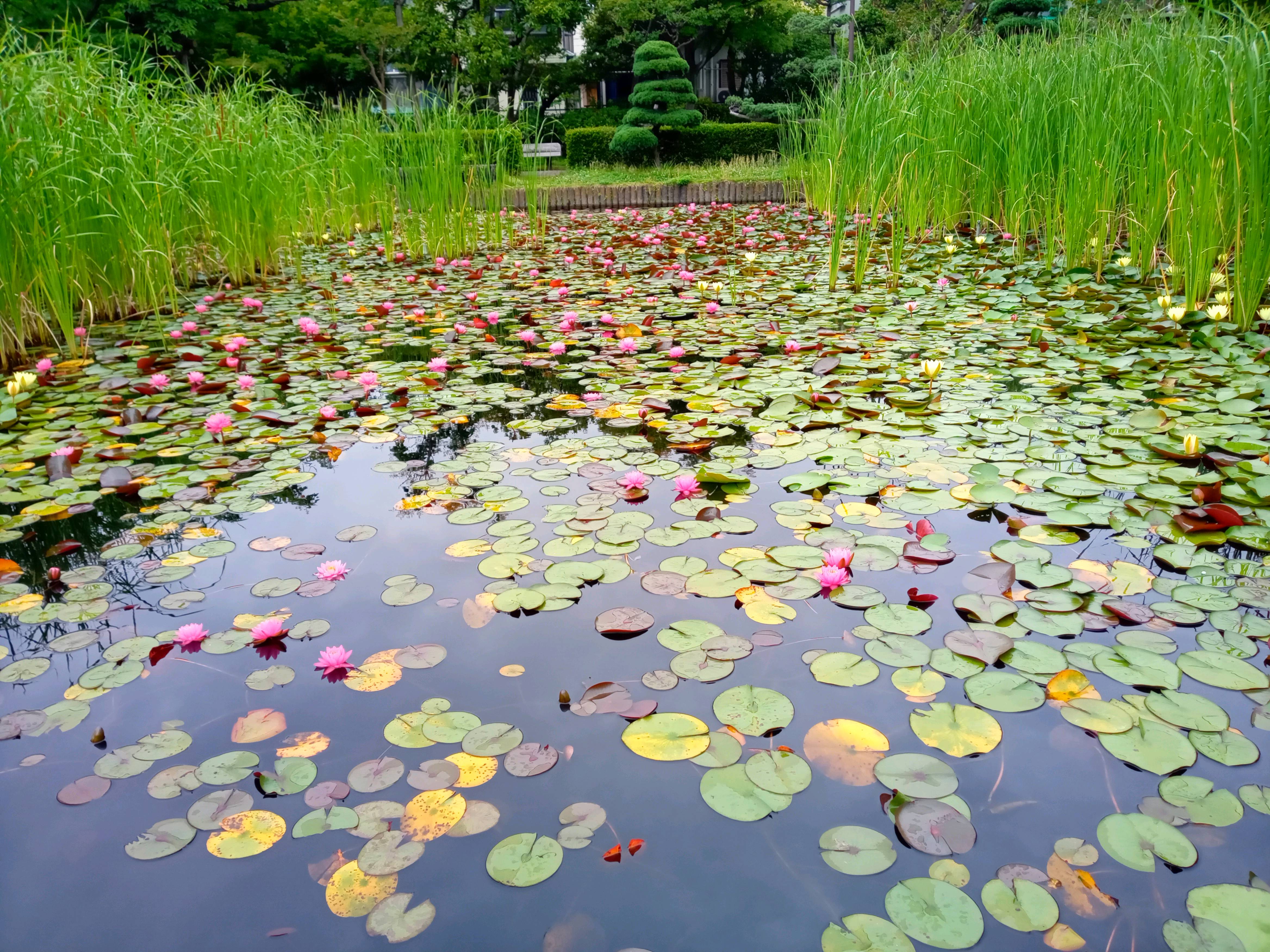 令和５年行船公園水生池に咲く睡蓮の花１