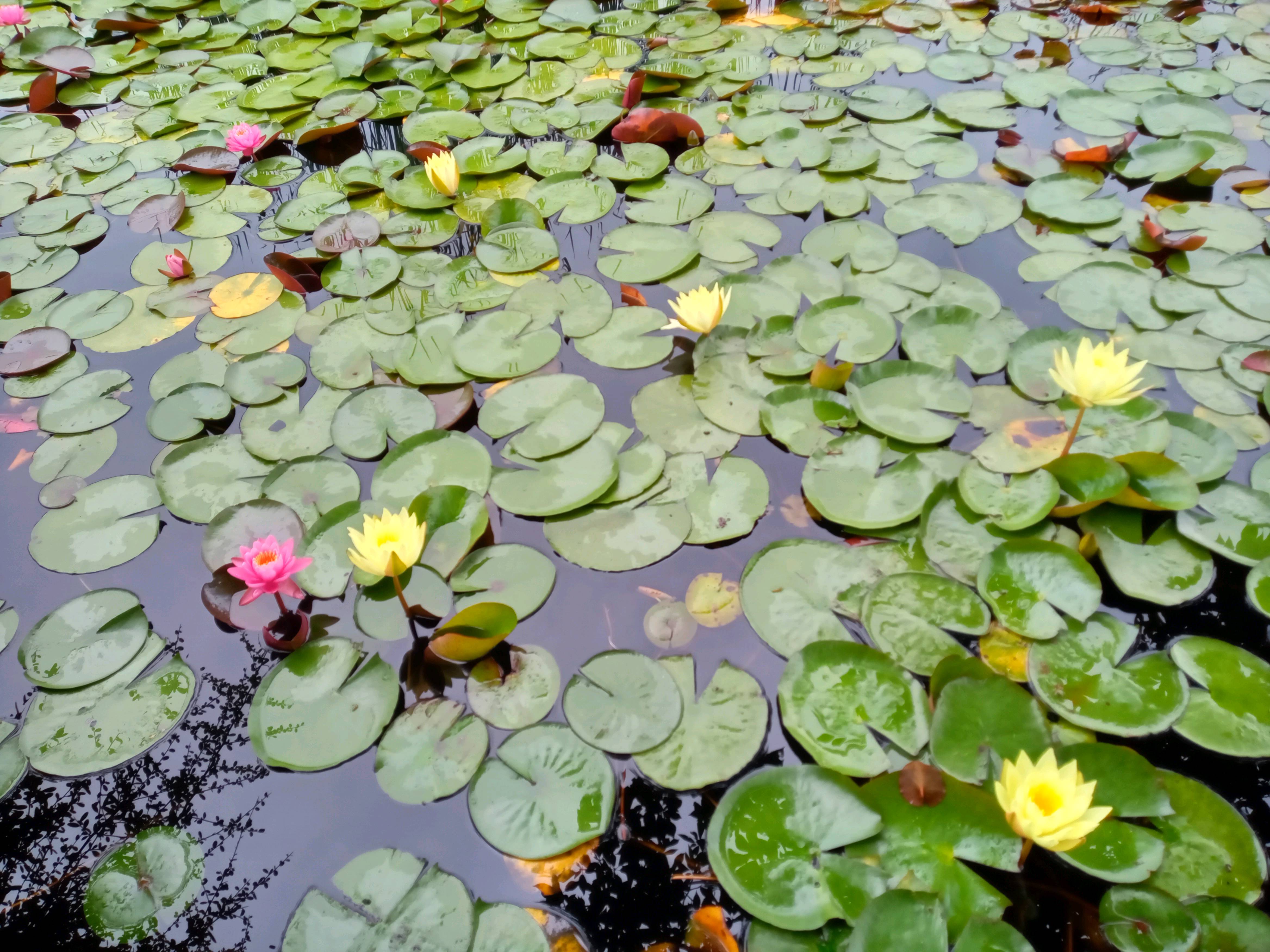 令和５年行船公園水生池に咲く睡蓮の花４