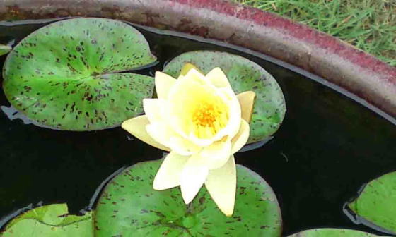 water lilies in Hokekyo-ji