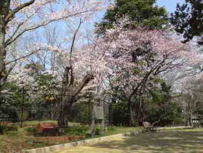 Suwada Ruins under cherry blossoms