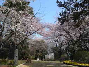 cherry blossoms in Suwada Park