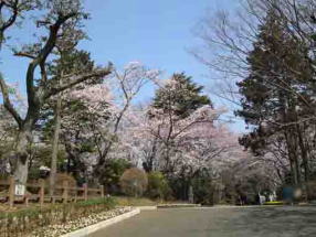 須和田公園坂の上の桜