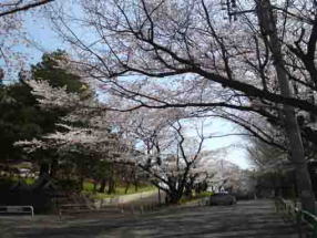 cherry blossoms in Suwada Park