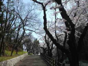 Cherry blossoms at the entrance