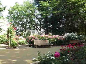 a bench and roses