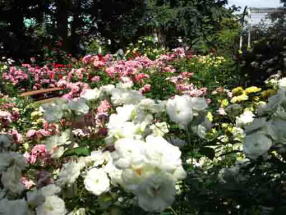 white roses in Suwada Park