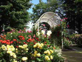 roses around the gate