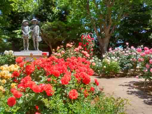 須和田公園を彩るバラの花1