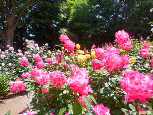 令和３年須和田公園に咲くバラの花⑥
