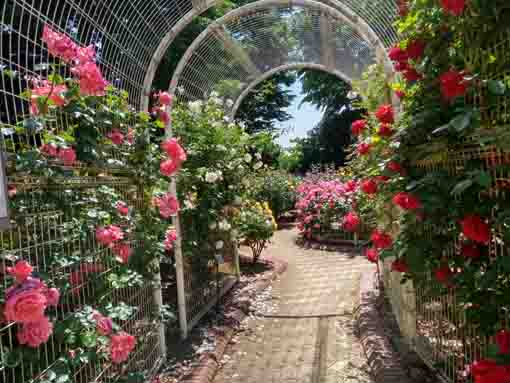 令和３年須和田公園に咲くバラの花⑦