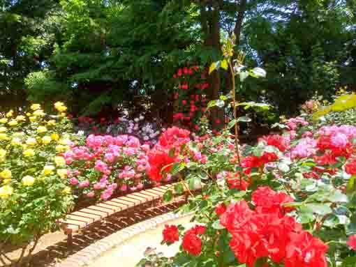 令和３年須和田公園に咲くバラの花⑧