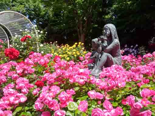 須和田公園を彩るバラの花4