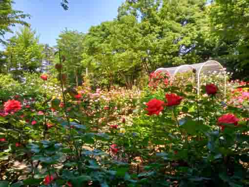 令和３年宮久保山高円寺に咲く藤の花①