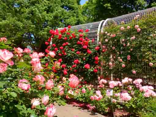 令和３年須和田公園に咲くバラの花⑫