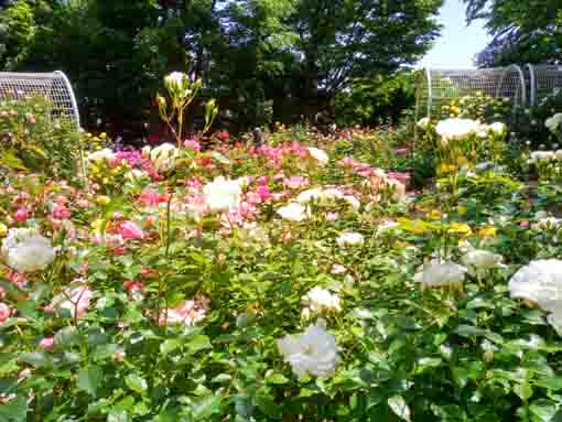 令和３年須和田公園に咲くバラの花⑪