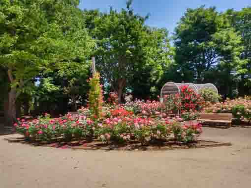 令和３年須和田公園に咲くバラの花藤③