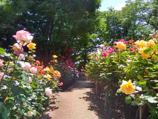 令和３年須和田公園に咲くバラの花⑨